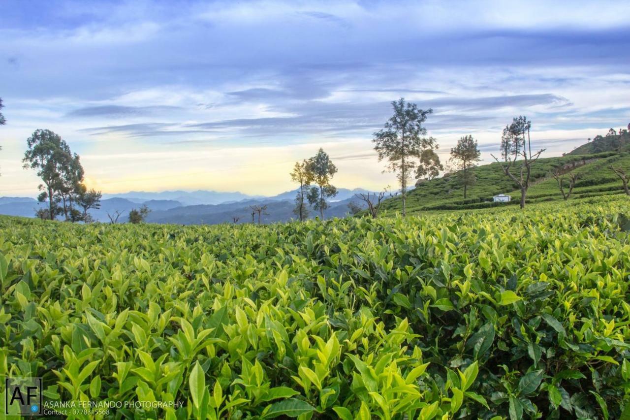 Ceylon Tea Bungalows Bandarawela Mirahawatta Zewnętrze zdjęcie